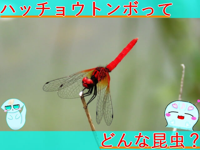 Thumbnail of post image 056